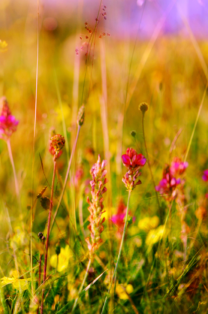 meadow_blur